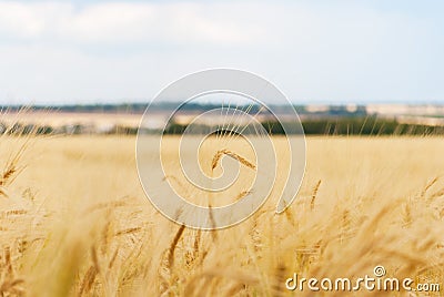 Close up of ripe wheat ears Stock Photo