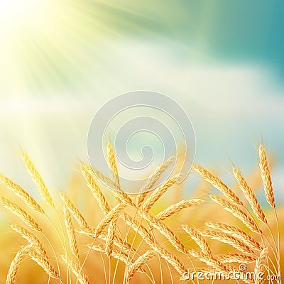 Close up of ripe wheat ears against sky. EPS 10 Vector Illustration