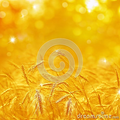 Close up of ripe wheat ears. Beautiful backdrop of ripening ears Stock Photo