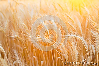 Close up of ripe wheat ears. Beautiful backdrop of ripening ears of golden field. Stock Photo