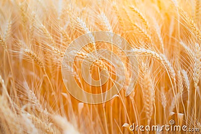 Close up of ripe wheat ears. Beautiful backdrop of ripening ears of golden field Stock Photo