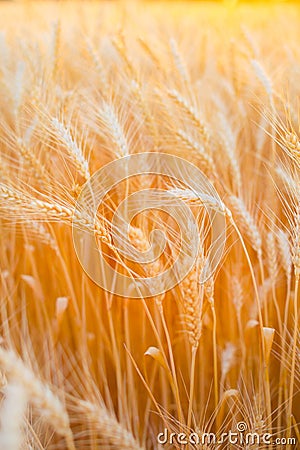 Close up of ripe wheat ears. Beautiful backdrop of ripening ears of golden field Stock Photo