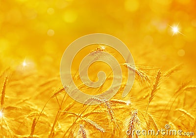 Close up of ripe wheat ears. Nature background and blurred bokeh. Stock Photo