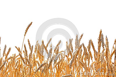 Ripe wheat ears isolated on white background Stock Photo