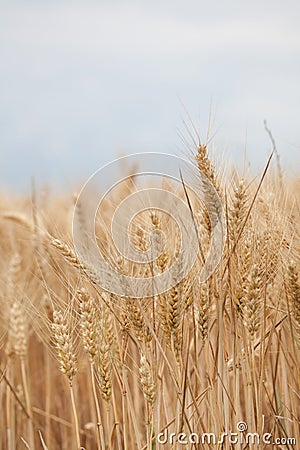 Close up on ripe wheat ears on reaping time in middle June Stock Photo