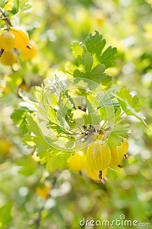 Close up of ripe yellow berries - goosberry. Stock Photo