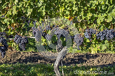 Close-up of Ripen Cabernet Franc Grapes #3 Stock Photo