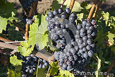 Close-up of Ripen Cabernet Franc Grapes 1 Stock Photo