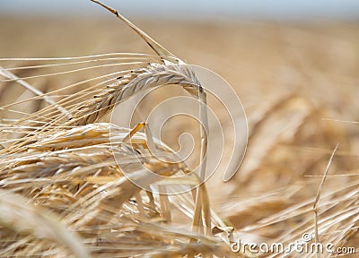 Close up of ripening yellow barley ears on field at summer time. Detail of golden barley Hordeum vulgare spikelets. Rich harvest Stock Photo