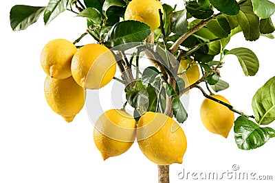 Close up on ripening yellow lemons on an ornamental potted tree Stock Photo