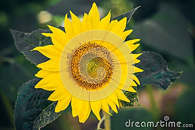 Close up of a ripening yellow sunflower Stock Photo