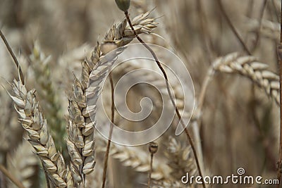 Close up of ripening yellow wheat ears on field at summer time. Detail of golden wheats Triticum spikelets. Rich harvest Stock Photo