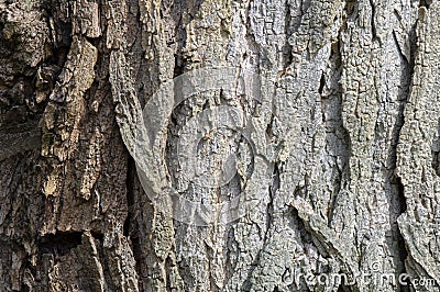 Close Up Robinia Pseudoacacia Bark At Amsterdam The Netherlands 4-4-2024 Stock Photo