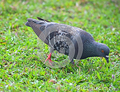 Close up of Rock Dove or Domestic Pigeon - Columba Livia - feeding among Green Grass Stock Photo