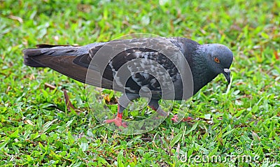 Close up of Rock Dove or Domestic Pigeon - Columba Livia - standing on Green Grass Stock Photo