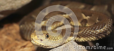 A Close Up of a Rock Rattlesnake, Crotalus lepidus Stock Photo