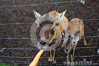 Close-up of a roe deer head behind a fence. Roe deer eating carrots. Jelgava, Latvia Stock Photo