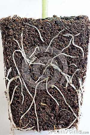 Close-up of root system in Fuchsia plug plant Stock Photo