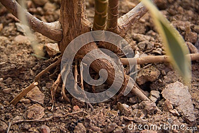 Close-up of roots of a Song of India Plant Stock Photo