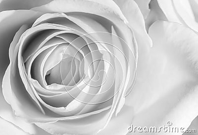 Close up of a rose in black and white Stock Photo