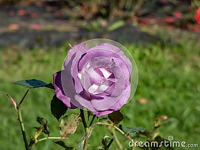 Rose 'Blue for you' flowering with semi-double, pale purple-mauve flowers that fade to slate blue in the park in Stock Photo