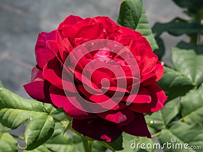 Close-up of rose `Grafin von Hardenberg` with beautiful blooms that open up in very full and elegant velvety burgundy corollas Stock Photo