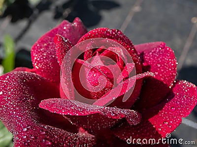 Close-up of rose `Grafin von Hardenberg` with beautiful, elegant velvety red and burgundy blooms covered with morning dew drople Stock Photo