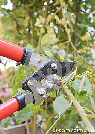 Rose pruning. Gardener Prune Roses Bush in the Garden. Stock Photo