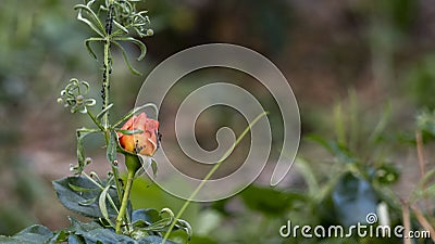 Close-up of a rosebush, red, orange, colonized by aphids, in spring Stock Photo