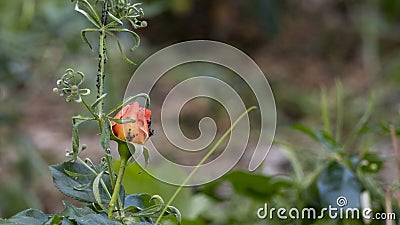 Close-up of a rosebush, red, orange, colonized by aphids, in spring Stock Photo