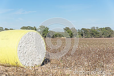 Close-up cotton bales on harvested field in Texas, USA Editorial Stock Photo