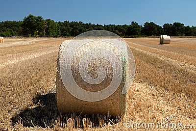 Close up of round bales on a field with wood and blue sky in the background Stock Photo