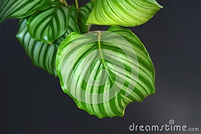 Close up of round leaf with stripes of an exotic `Calathea Orbifolia Prayer Plant` houseplant on black background Stock Photo