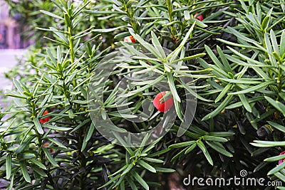 Close-up of round red fruits on the branches of evergreen plant with prickly green needles Stock Photo