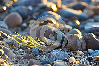 Close up of rounded sand and grass Stock Photo