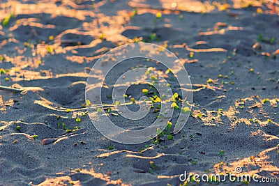 Close up of rounded sand and grass Stock Photo