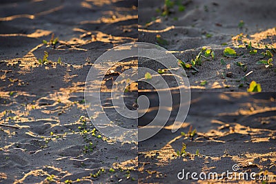 Close up of rounded sand and grass Stock Photo