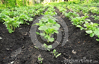 Close up on rows of green potato plant in field. Stock Photo