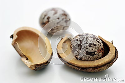 Close up of rubber seeds Stock Photo