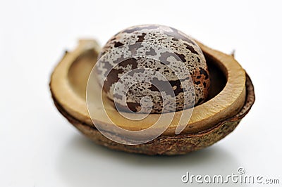 Close up of rubber seeds Stock Photo