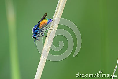 Ruby-tailed wasp Stock Photo