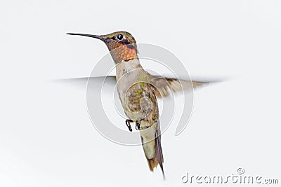 Ruby throated hummingbird Stock Photo