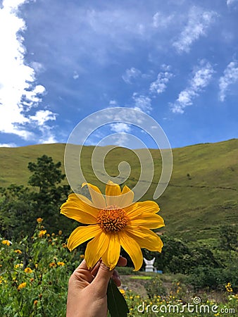 Close up of Rudbeckia flower at Holbung hill in North Sumatera, Indonesia Stock Photo