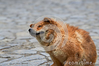 A close-up of a rural Chinese pastoral dog Stock Photo