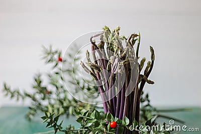 Close up of Ruscus aculeatus known as a butcher with red berries (pungitopo). Ruscus Aculeatus fresh sprouts Stock Photo