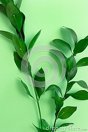 Close up of ruscus branches Stock Photo