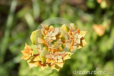 Close-up of Rusty Lyonia (Lyonia ferruginea) Stock Photo