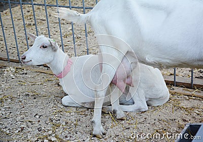 A close-up on saanen dairy breed goats with large udder which are raised for high milk production with 3-4 percent milk fat and Stock Photo