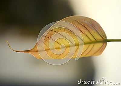 sacred fig leaf Close up with texture and pattern Stock Photo