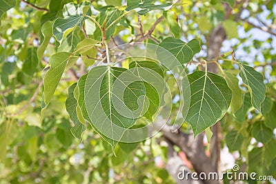 Close up of Sacred Fig Trees leaves, also call Peepal Tree Stock Photo